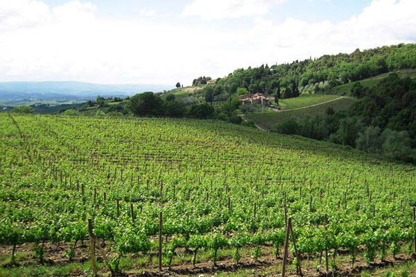 ワイナリーツアー半日 カステッラーレ